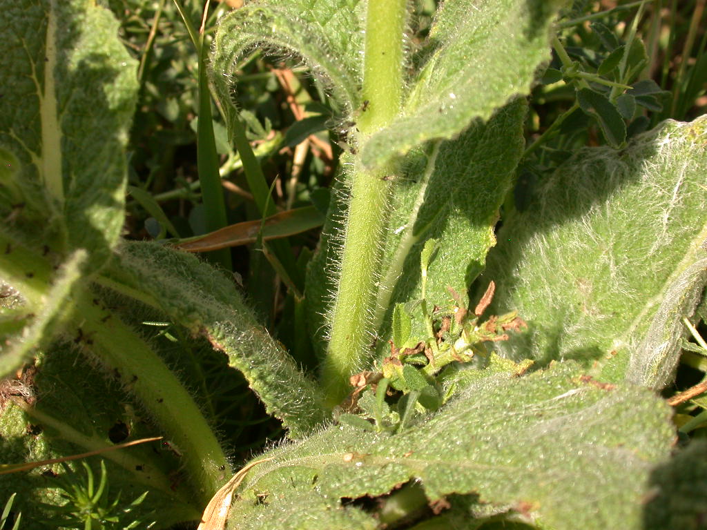 Salvia argentea (quiz)